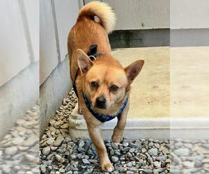 Chug Dogs for adoption in Santa Cruz, CA, USA