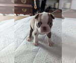 Small #3 Boston Terrier