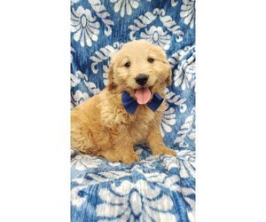 Goldendoodle Puppy for sale in LANCASTER, PA, USA
