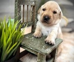 Puppy Buttercup Labrador Retriever