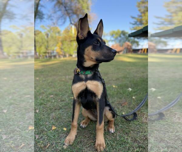 Medium Photo #5 German Shepherd Dog-Unknown Mix Puppy For Sale in Duluth, MN, USA