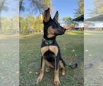 Small #4 German Shepherd Dog Mix