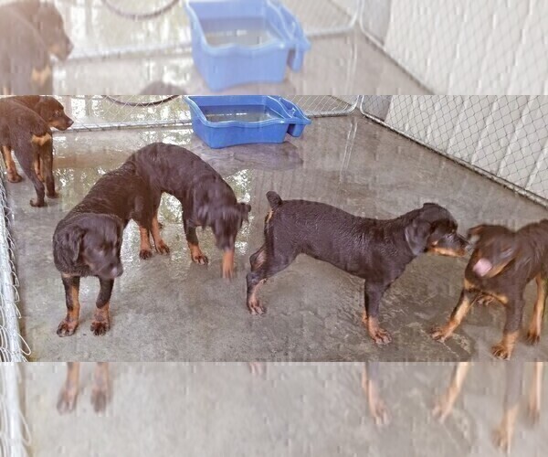 Medium Photo #92 Rottweiler Puppy For Sale in RIEGELWOOD, NC, USA