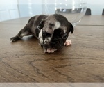 Small #6 French Bulldog-Miniature French Bull Terrier Mix