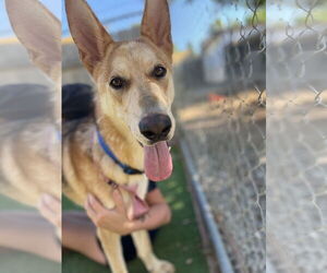 German Shepherd Dog Dogs for adoption in San Diego, CA, USA