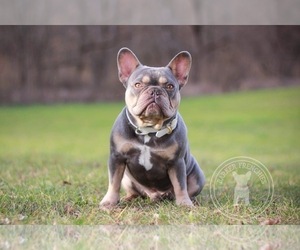 Father of the French Bulldog puppies born on 05/11/2021