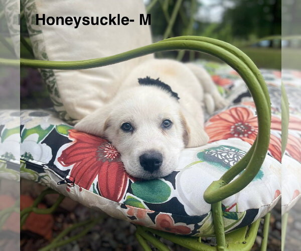 Medium Photo #1 Labrenees Puppy For Sale in Rockaway, NJ, USA