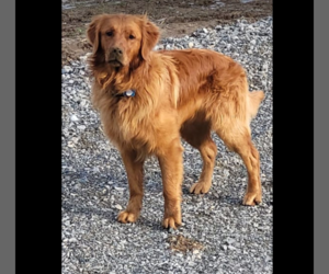 Father of the Golden Retriever puppies born on 12/14/2025