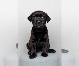 Cordelia - Female Labrador Retriever-Unknown Mix Dog for Adoption - Photo #5