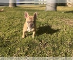 Small #1 French Bulldog