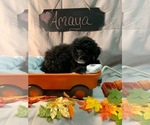 Small Photo #7 Aussiedoodle-Poodle (Miniature) Mix Puppy For Sale in REEDS SPRING, MO, USA