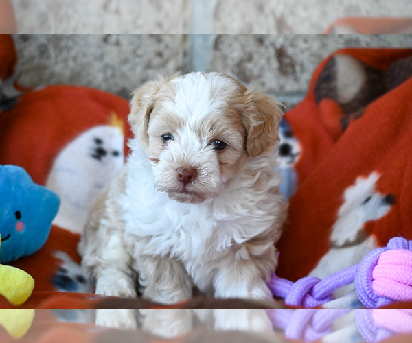 Medium Photo #1 Havapoo Puppy For Sale in GUTHRIE, KY, USA
