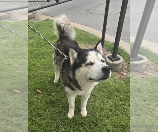 Medium Photo #2 Alaskan Malamute Puppy For Sale in Glen Allen, VA, USA