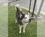 Small #1 Alaskan Malamute