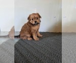 Puppy 2 Pomeranian-Poodle (Toy) Mix