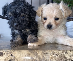 ShihPoo Puppy for sale in RALSTON, NE, USA