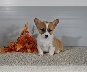 Pembroke Welsh Corgi Puppy for sale in MILLERSBURG, OH, USA