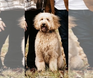 Father of the Goldendoodle puppies born on 10/07/2025