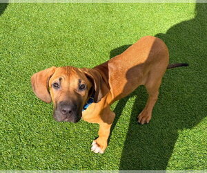 Brazilian Mastiff Dogs for adoption in Jasper, AL, USA