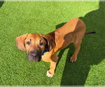 Small Brazilian Mastiff