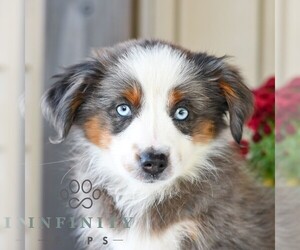 Miniature Australian Shepherd Puppy for sale in REBERSBURG, PA, USA