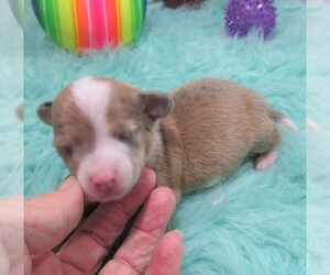 Chiweenie Puppy for sale in RATTAN, OK, USA