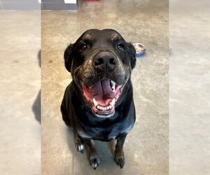 Labrottie Dogs for adoption in Waterford, VA, USA