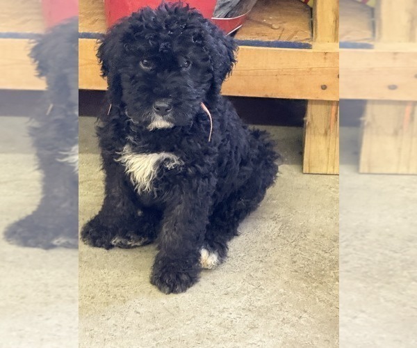 Medium Photo #1 Bernedoodle Puppy For Sale in BROWNSTOWN, IN, USA