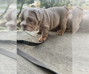 Bulldog Puppy for sale in LAWNDALE, CA, USA