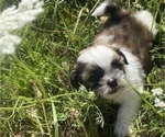Small Photo #6 Shih Tzu Puppy For Sale in VENETA, OR, USA