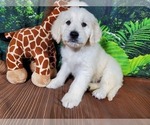 Small Photo #1 Goldendoodle-Poodle (Standard) Mix Puppy For Sale in PEYTON, CO, USA