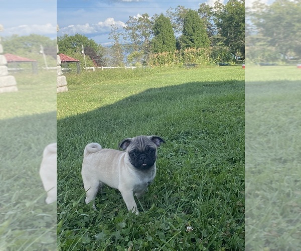 Medium Photo #2 Pug Puppy For Sale in CANOGA, NY, USA