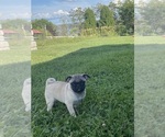 Small #1 Pug