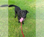 Small #4 Labrador Retriever Mix