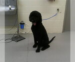 Small Poodle (Standard)