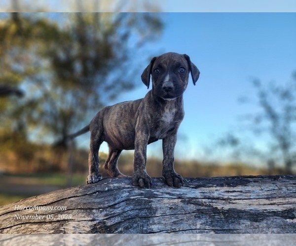 Medium Photo #4 Catahoula Leopard Dog Puppy For Sale in CUMBY, TX, USA