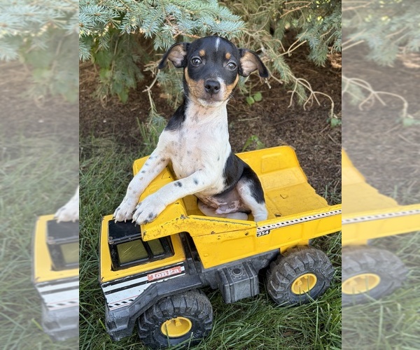 Medium Photo #1 Rat Terrier Puppy For Sale in MIDDLEBURY, IN, USA