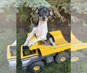 Rat Terrier Puppy for sale in MIDDLEBURY, IN, USA