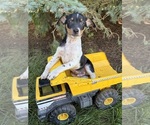 Small Rat Terrier