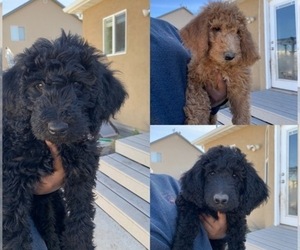 Airedoodle Puppy for sale in SARATOGA SPRINGS, UT, USA
