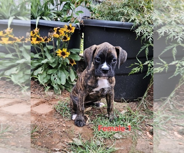 Medium Photo #1 Boxer Puppy For Sale in PELZER, SC, USA