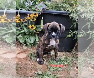 Boxer Puppy for sale in PELZER, SC, USA