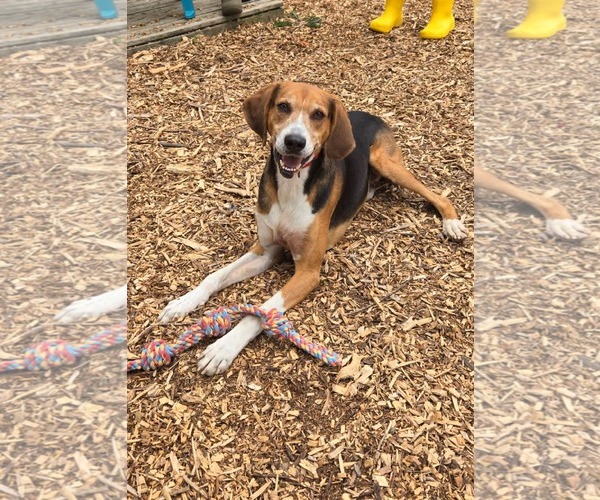 Medium Photo #12 Mutt Puppy For Sale in Rustburg, VA, USA