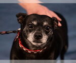 Small #10 Chihuahua Mix