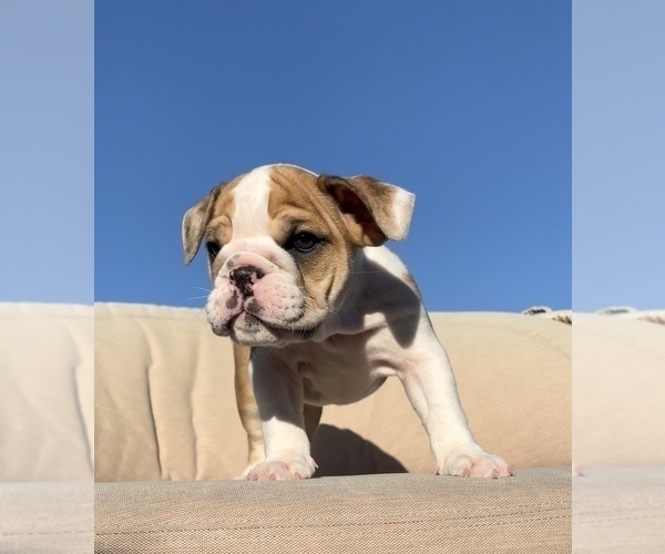 Medium Photo #2 English Bulldog Puppy For Sale in SANTA ANA, CA, USA