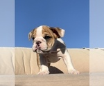 Small Photo #2 English Bulldog Puppy For Sale in SANTA ANA, CA, USA