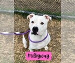 Small Staffordshire Bull Terrier Mix