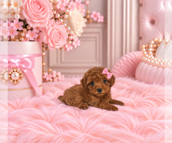 Medium Photo #17 Poodle (Miniature) Puppy For Sale in FISHER ISLAND, FL, USA