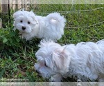 Small #7 Maltese