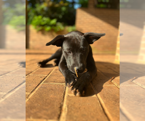 Medium Photo #7 Labrador Retriever-Unknown Mix Puppy For Sale in Holly Springs, NC, USA